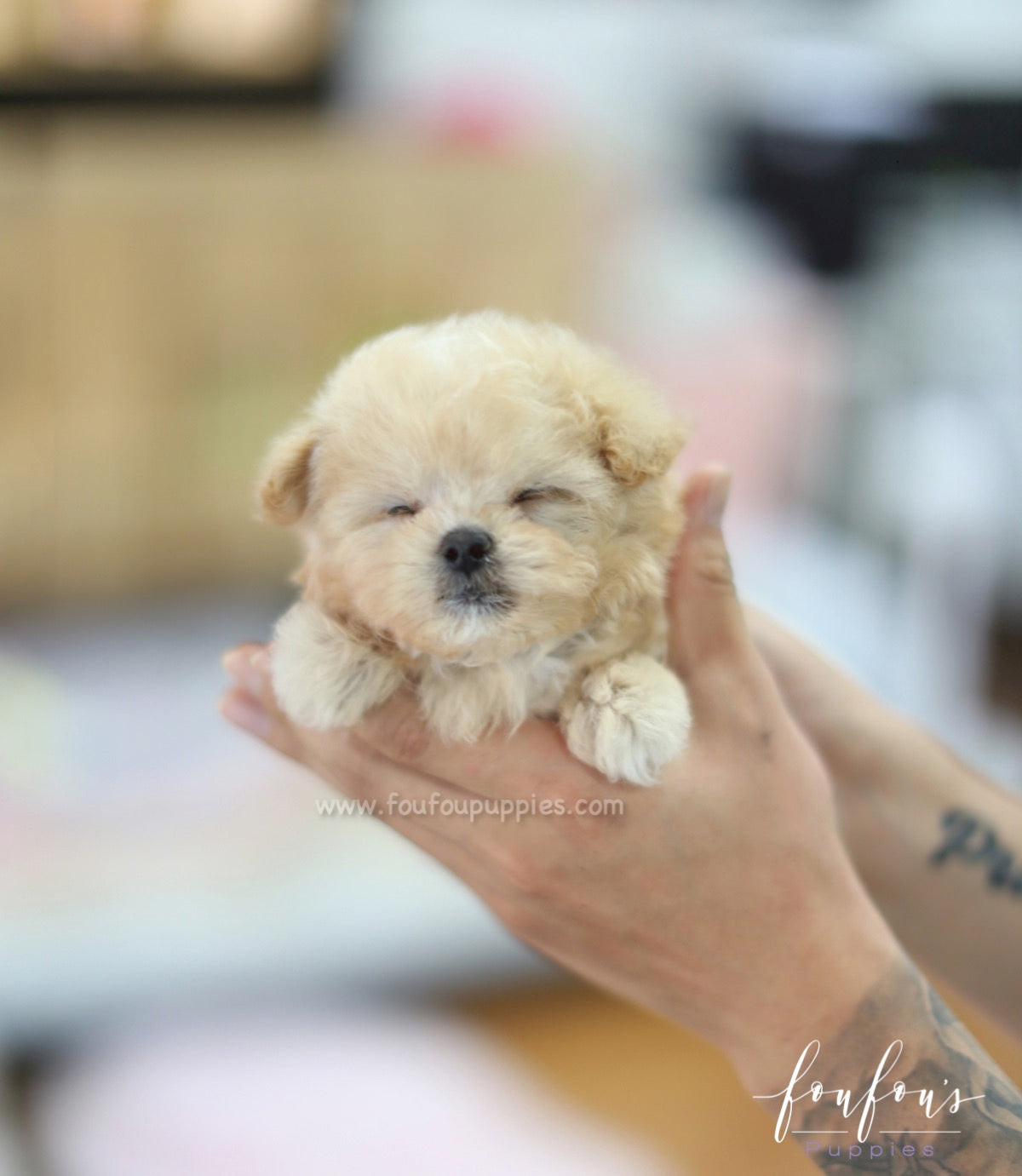 Nala - Maltipoo F.