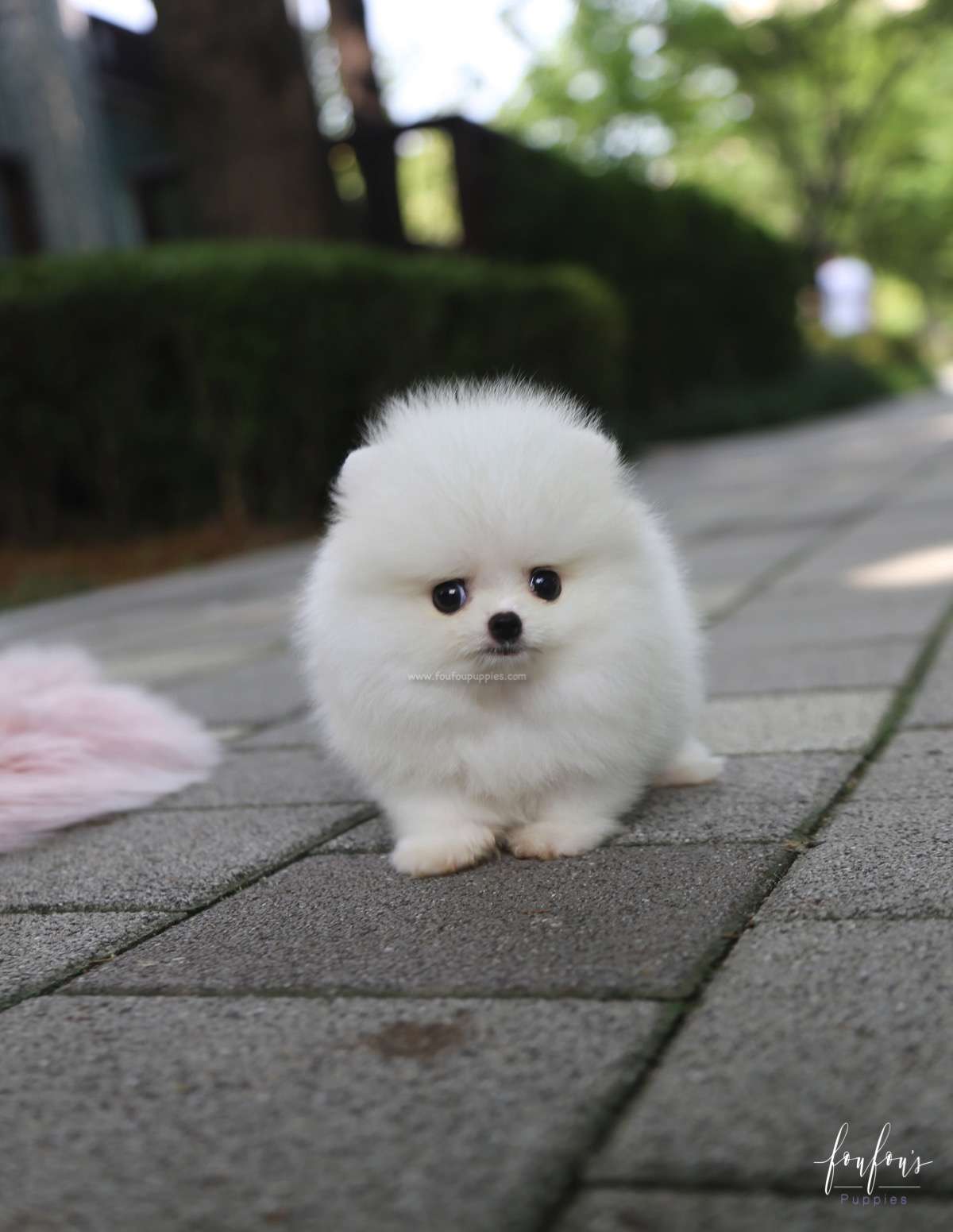 Nala - Pomeranian F.