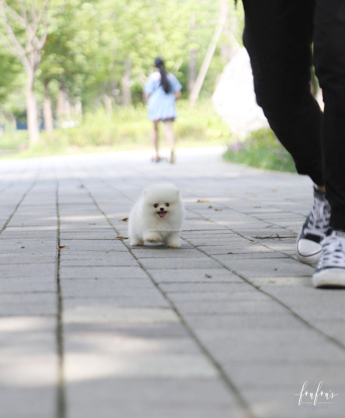 Nala - Pomeranian F.