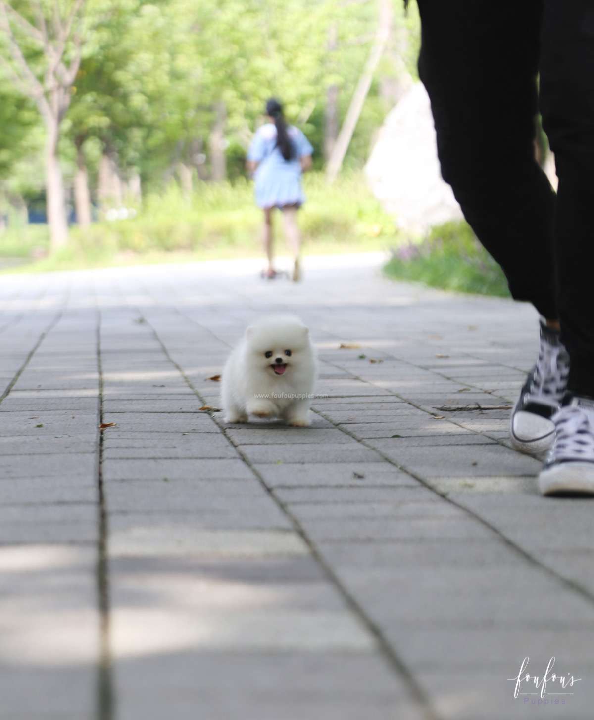 Nala - Pomeranian F.