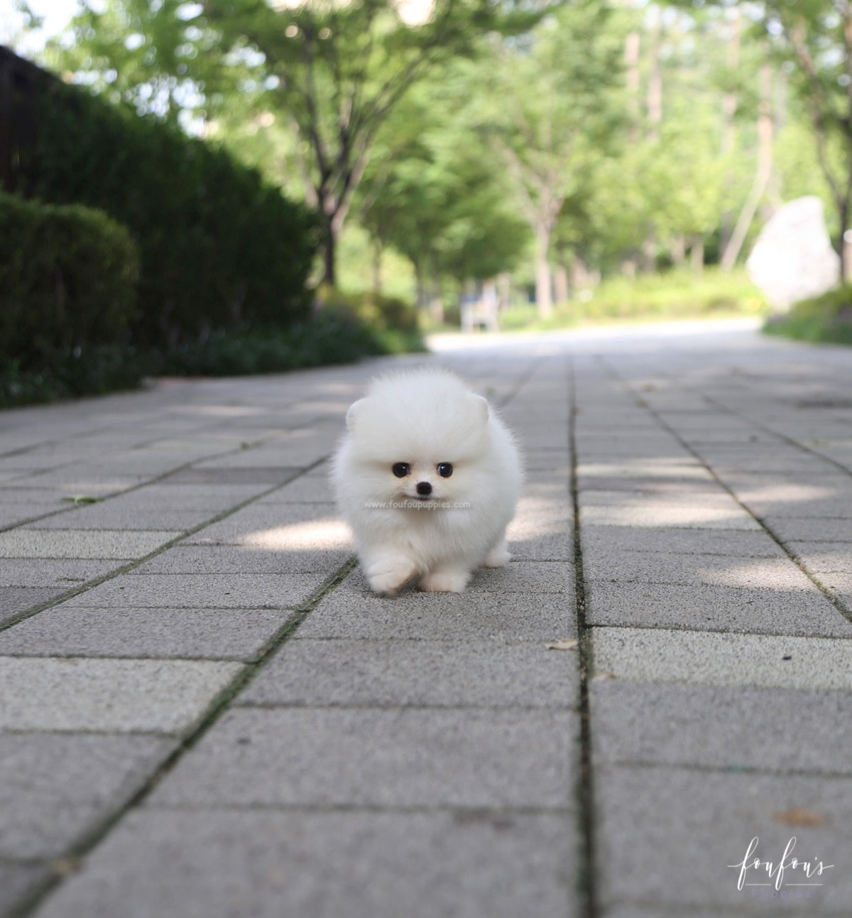 Nala - Pomeranian F.