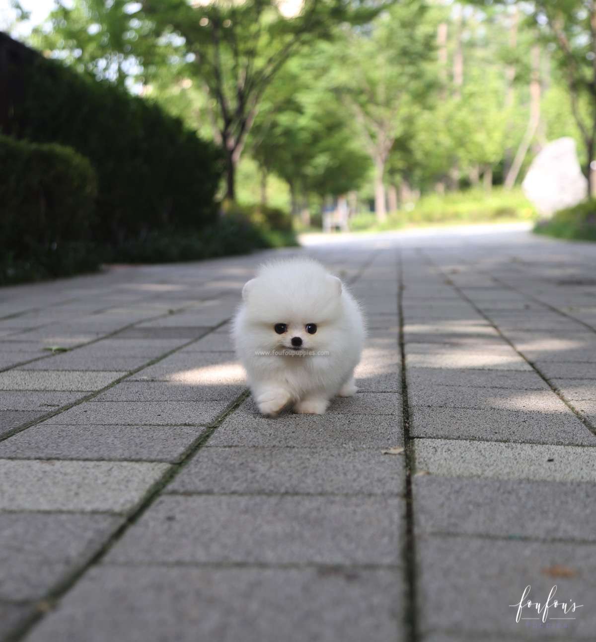 Nala - Pomeranian F.