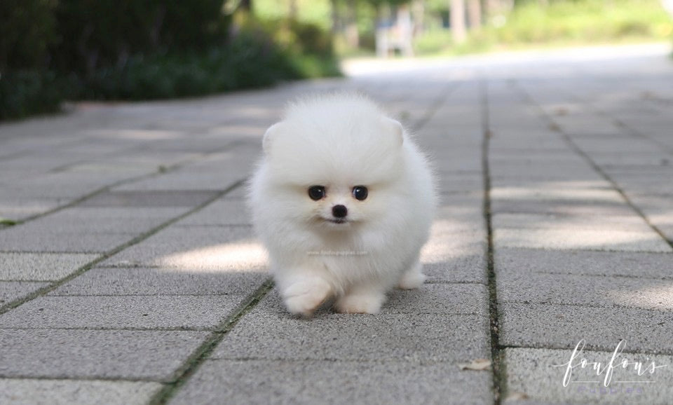 Nala - Pomeranian F.