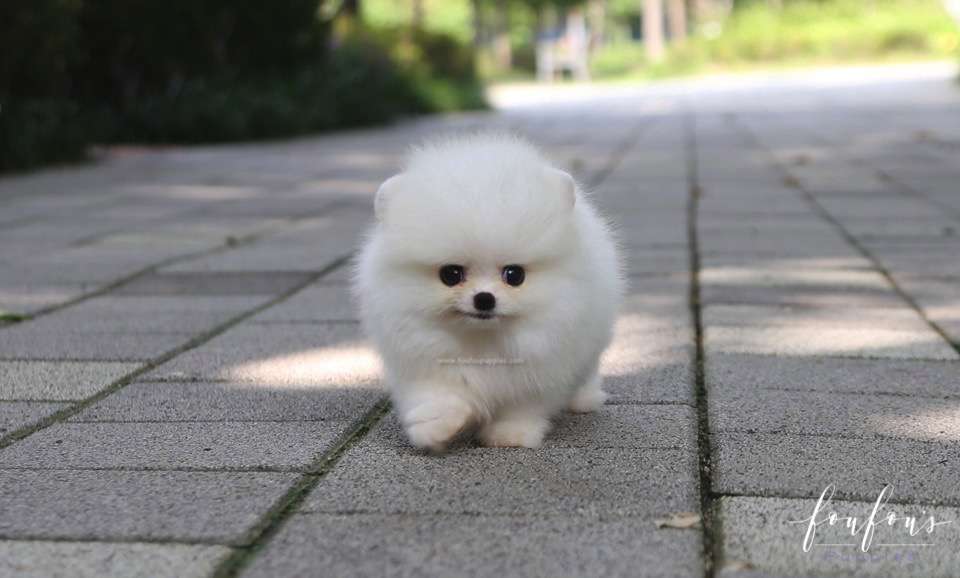 Nala - Pomeranian F.