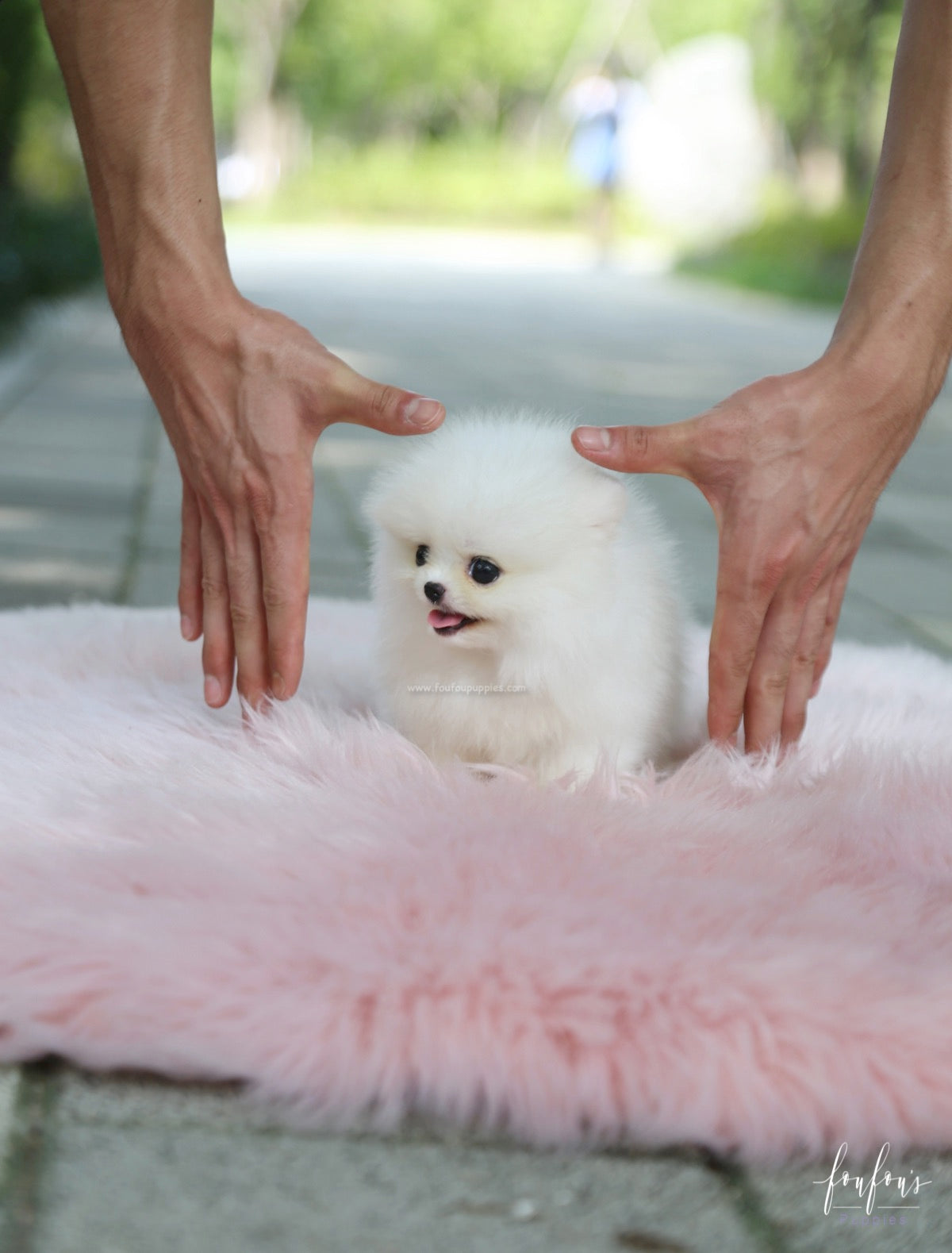 Nala - Pomeranian F.