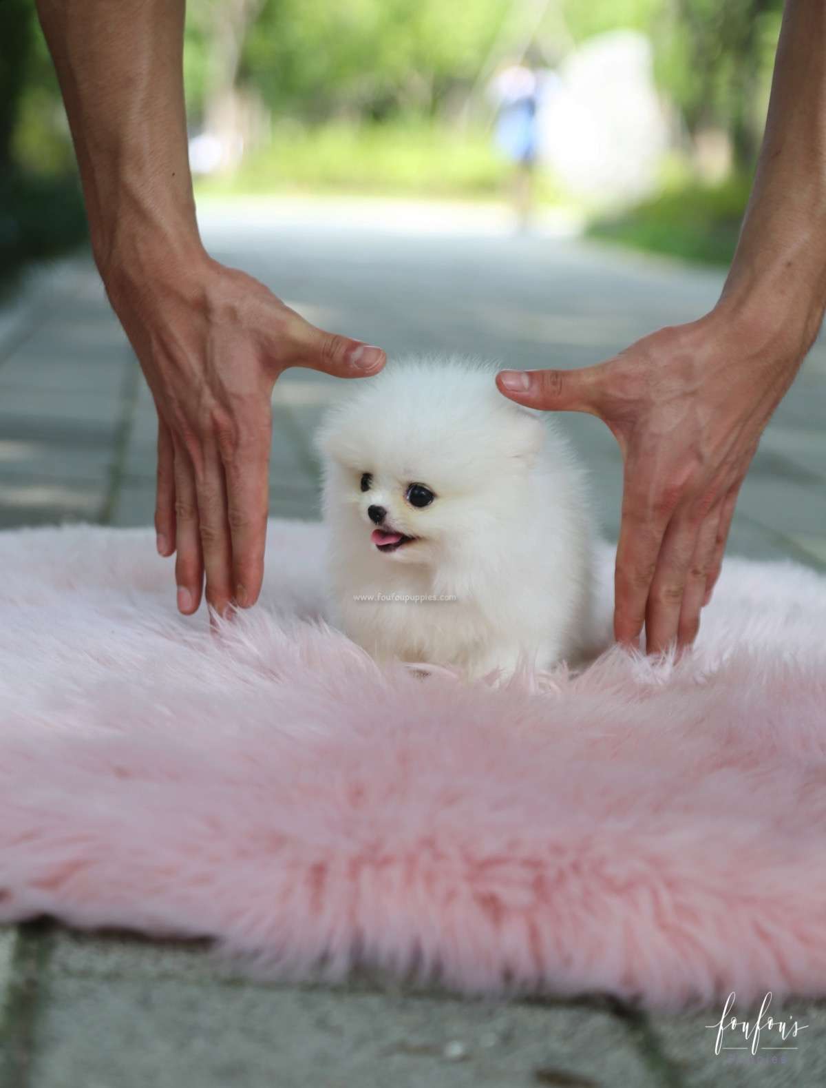 Nala - Pomeranian F.
