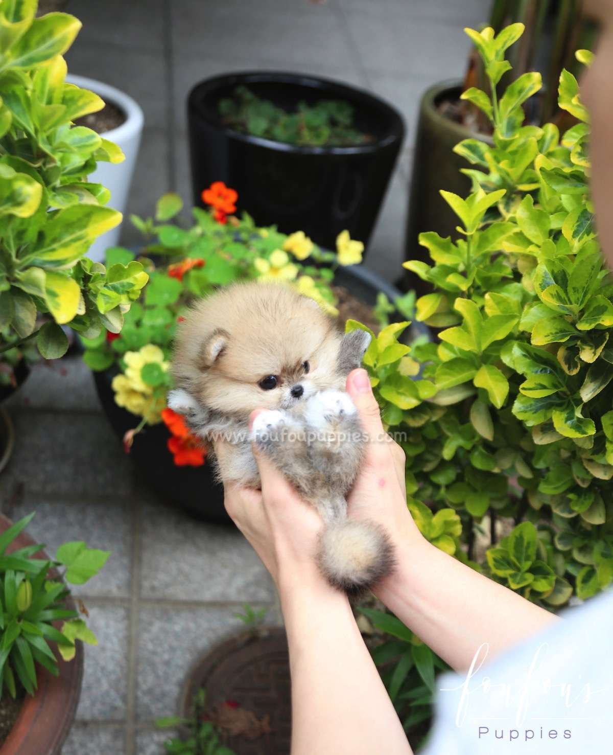 Luna - Pomeranian F.