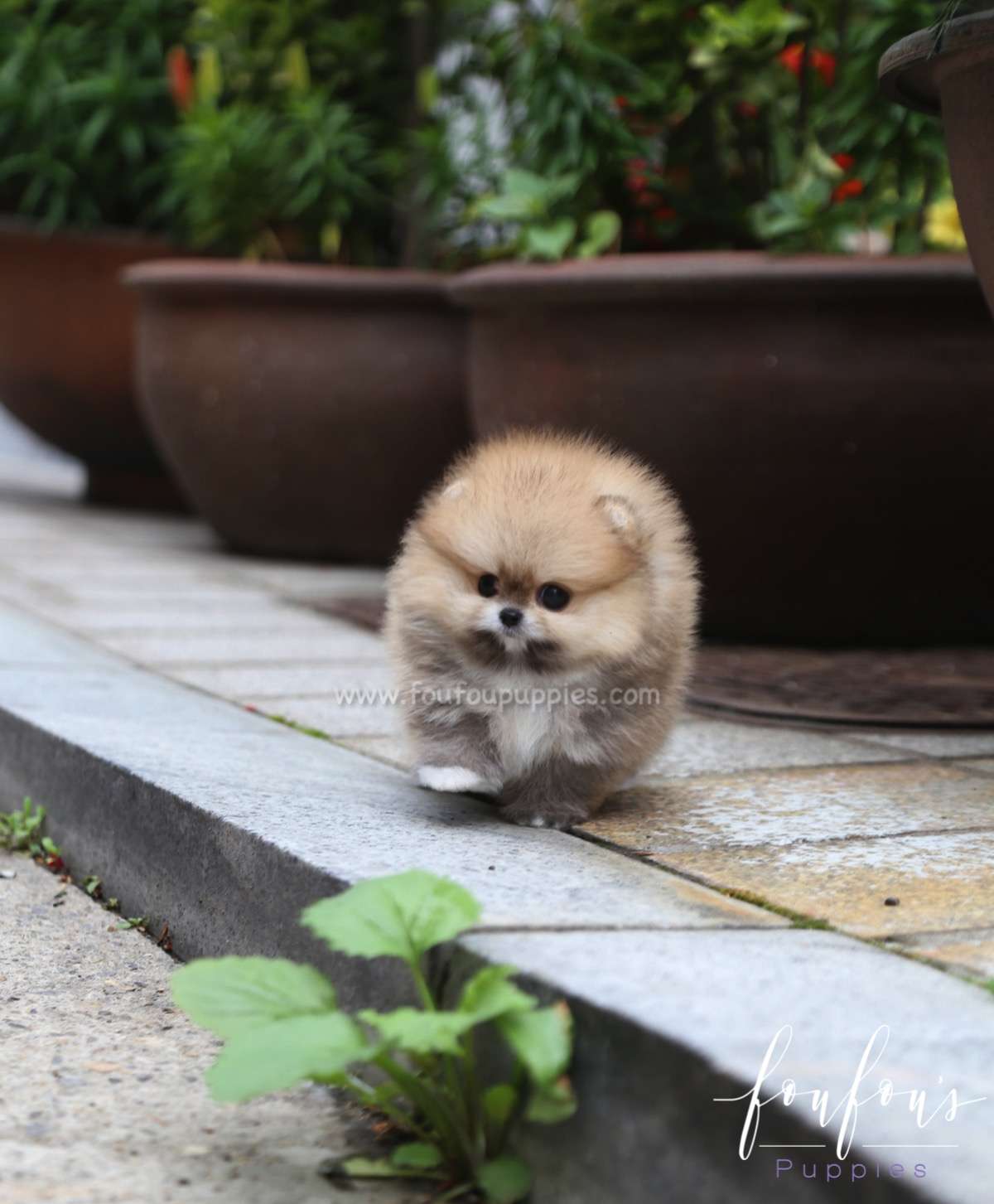 Luna - Pomeranian F.