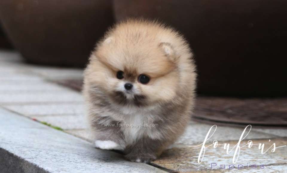 Luna - Pomeranian F.