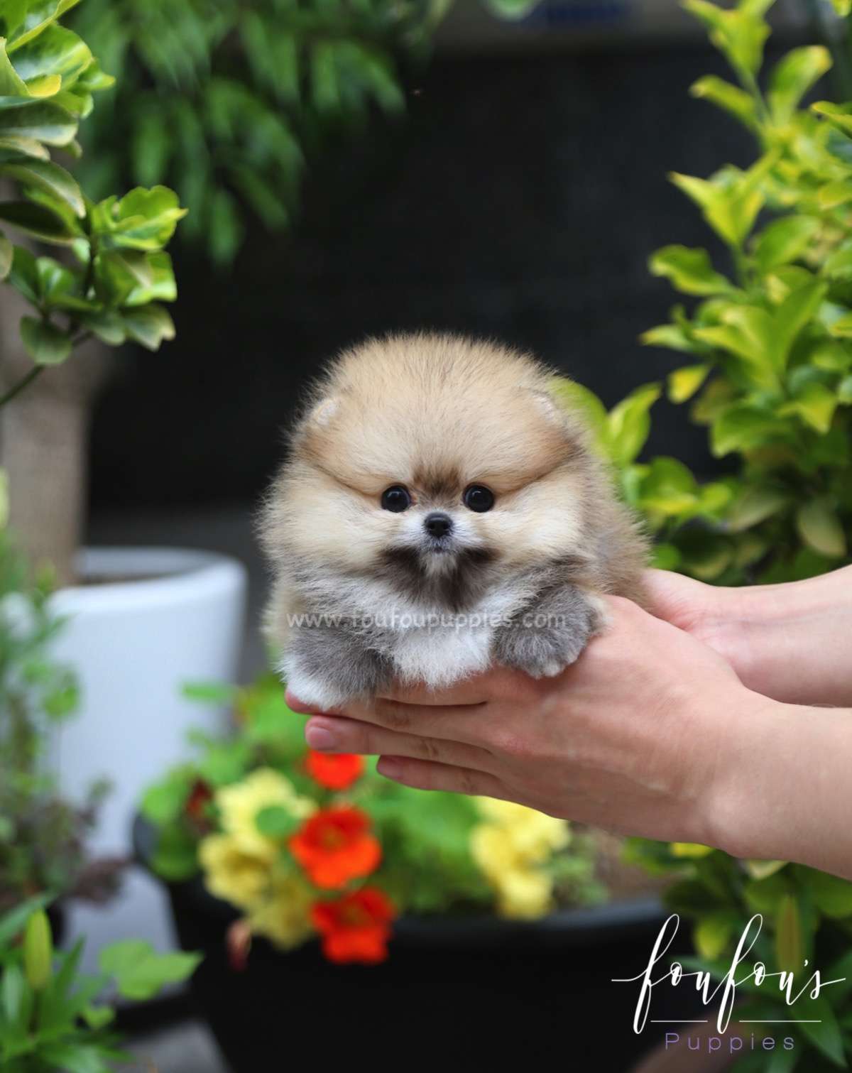 Luna - Pomeranian F.
