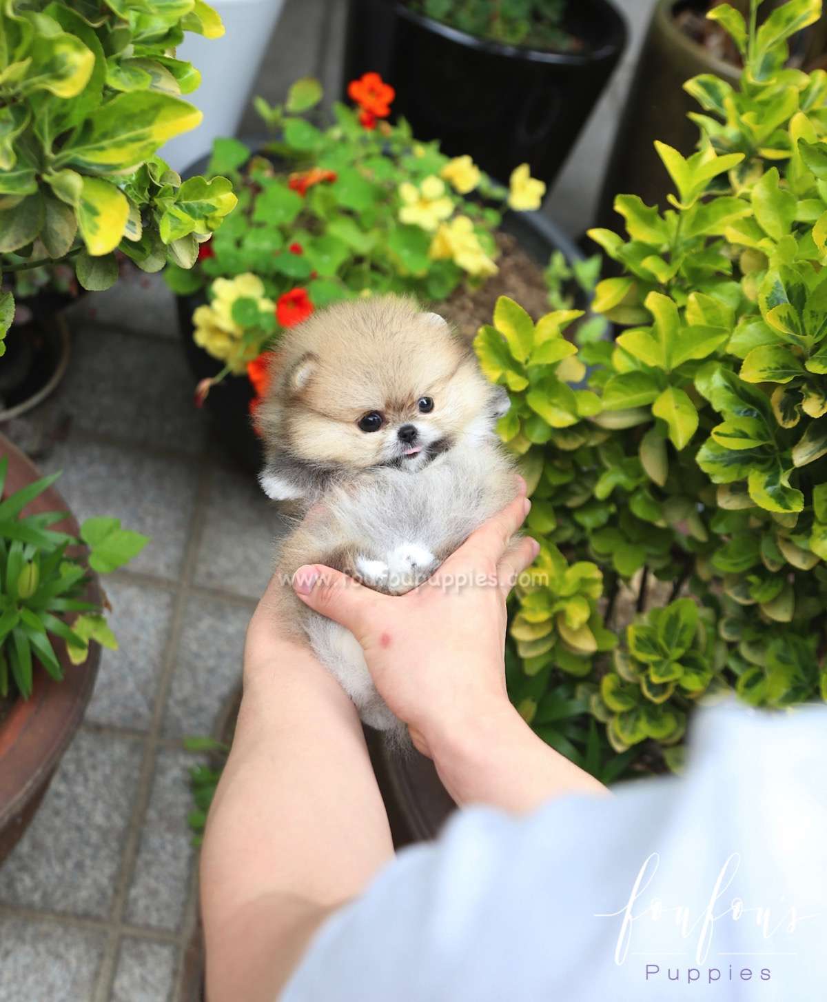 Luna - Pomeranian F.