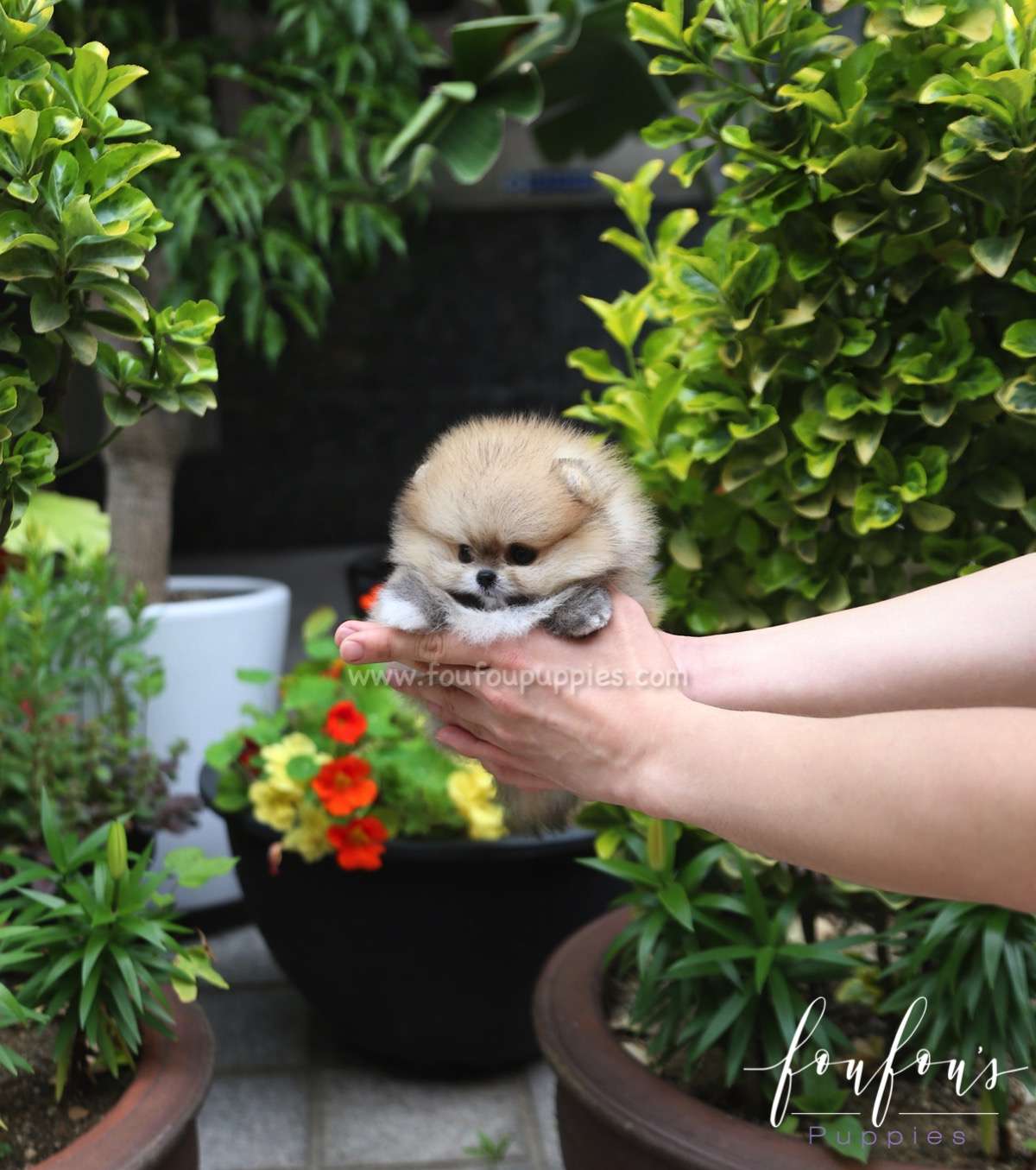 Luna - Pomeranian F.