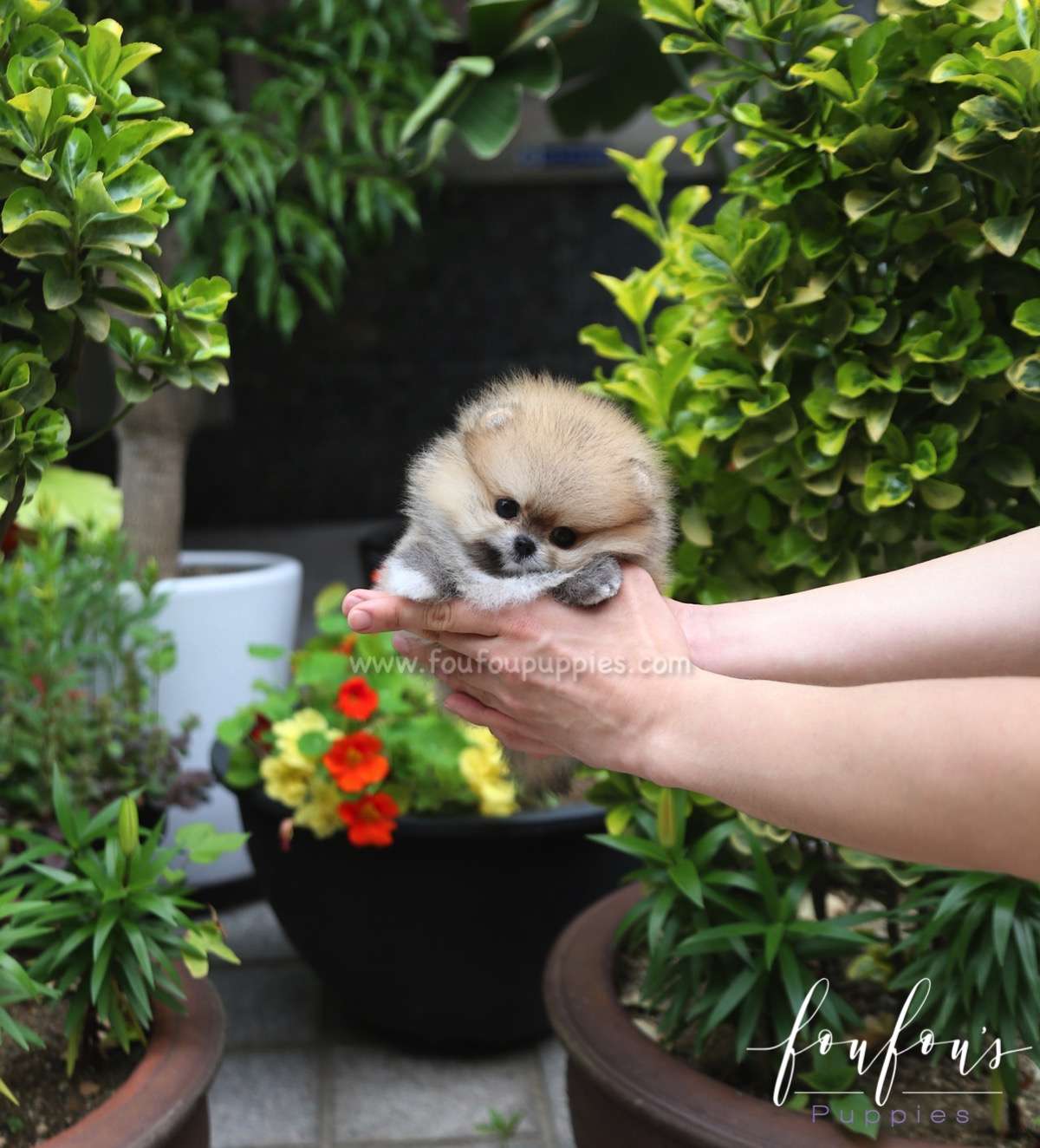 Luna - Pomeranian F.