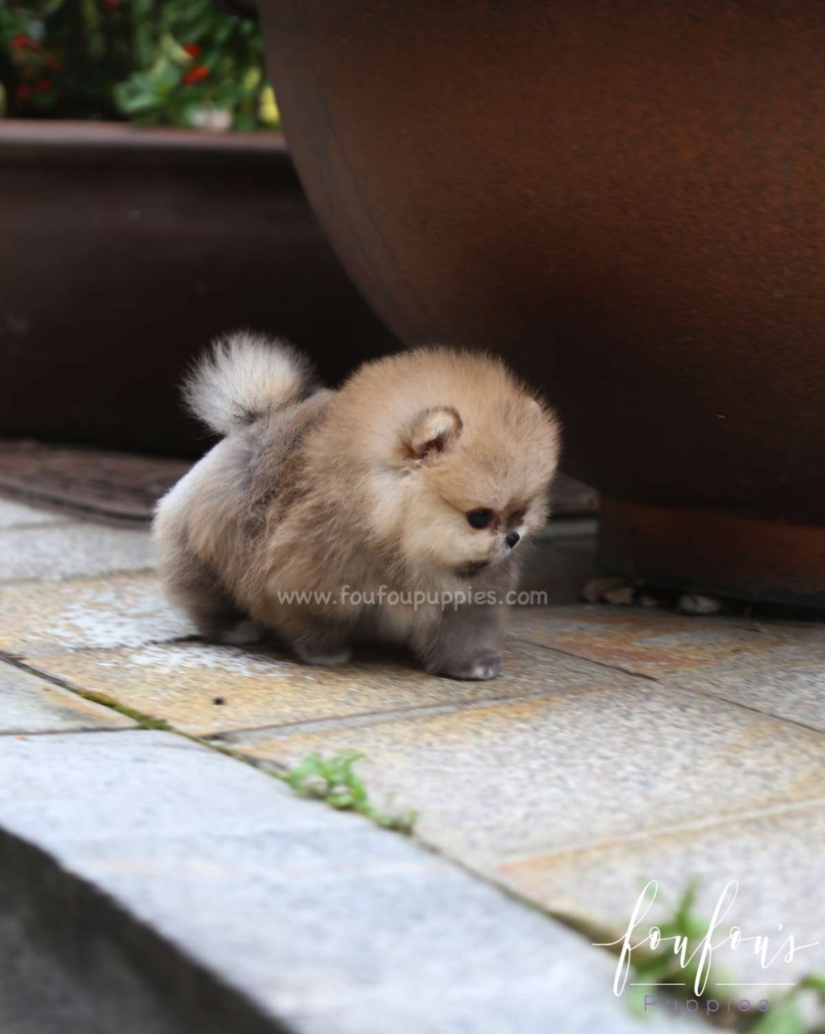 Luna - Pomeranian F.