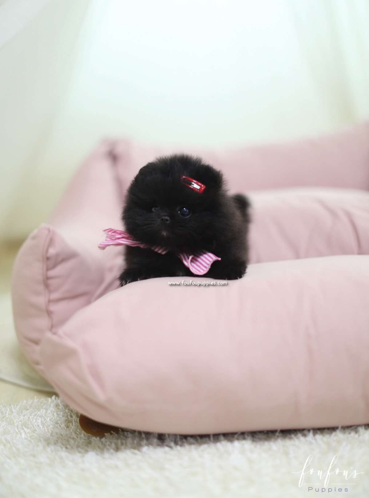 Nairobi - Pomeranian F.