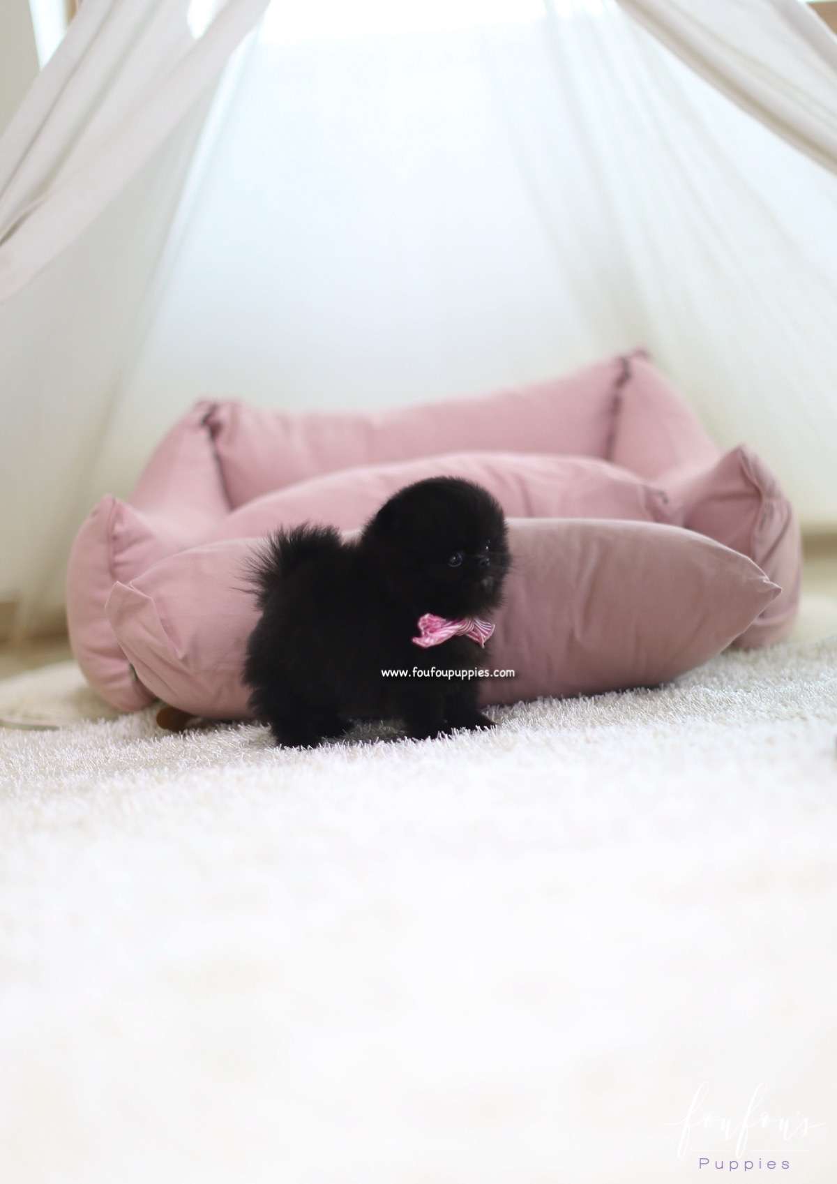 Nairobi - Pomeranian F.