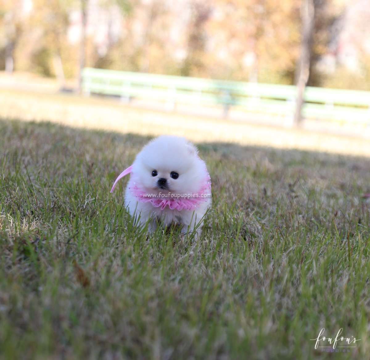 Angel - Pomeranian F.