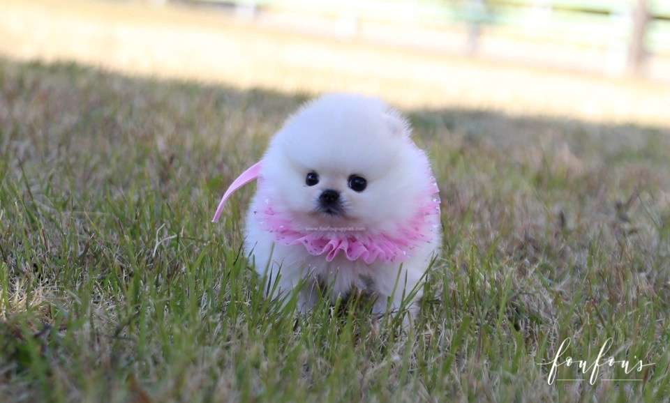 Angel - Pomeranian F.