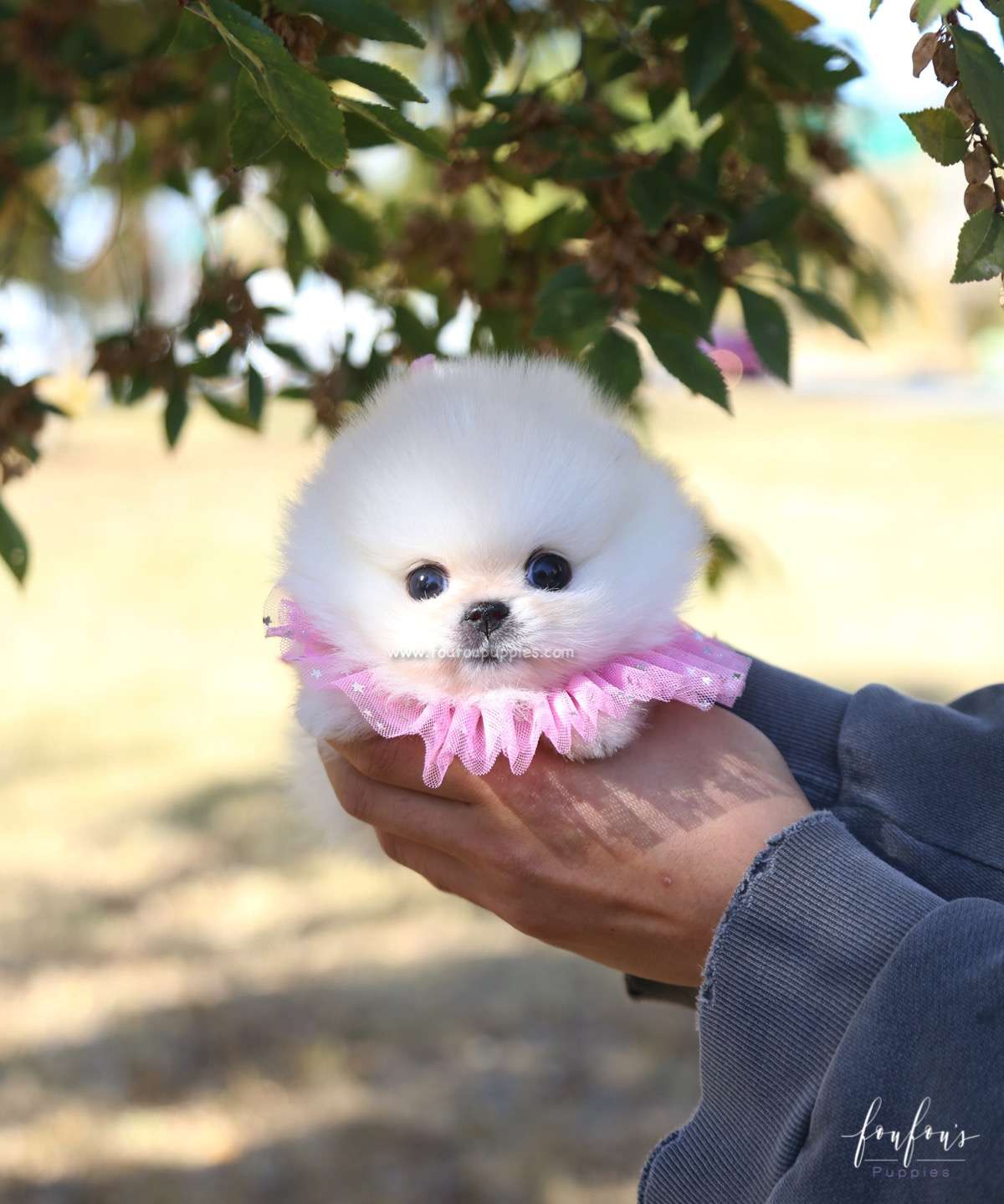 Angel - Pomeranian F.