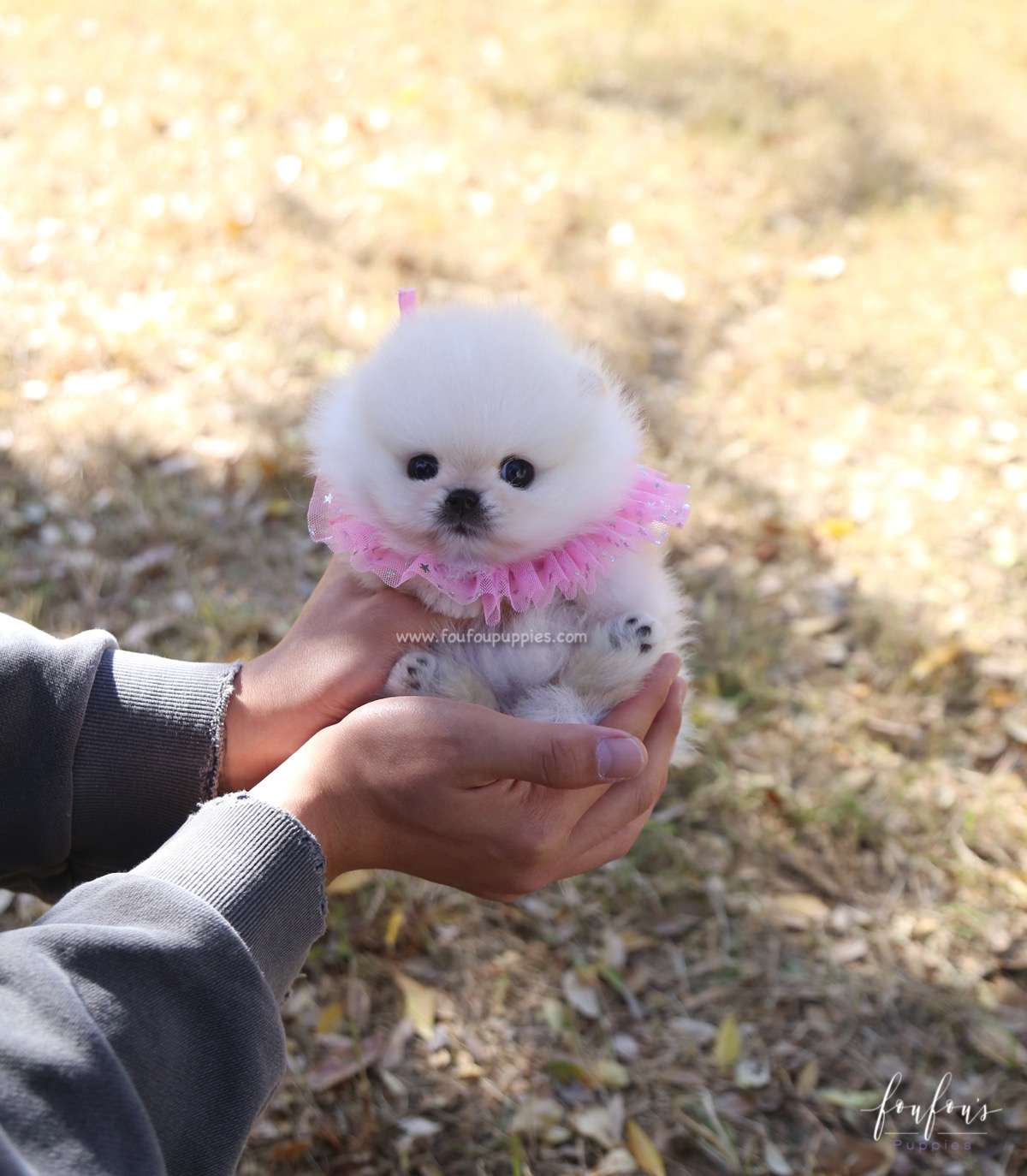 Angel - Pomeranian F.