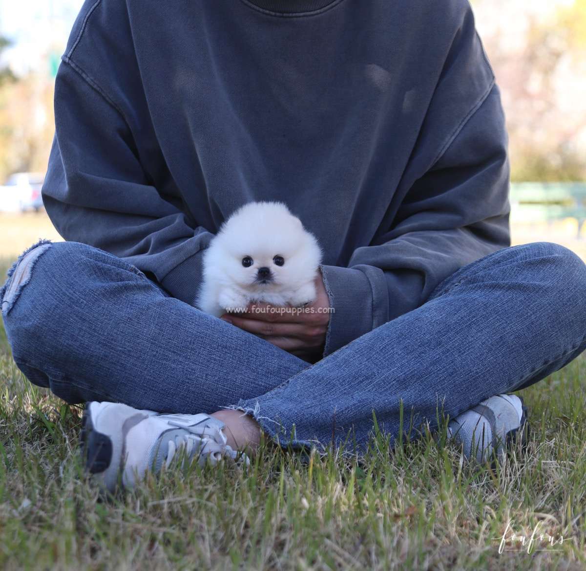 Angel - Pomeranian F.