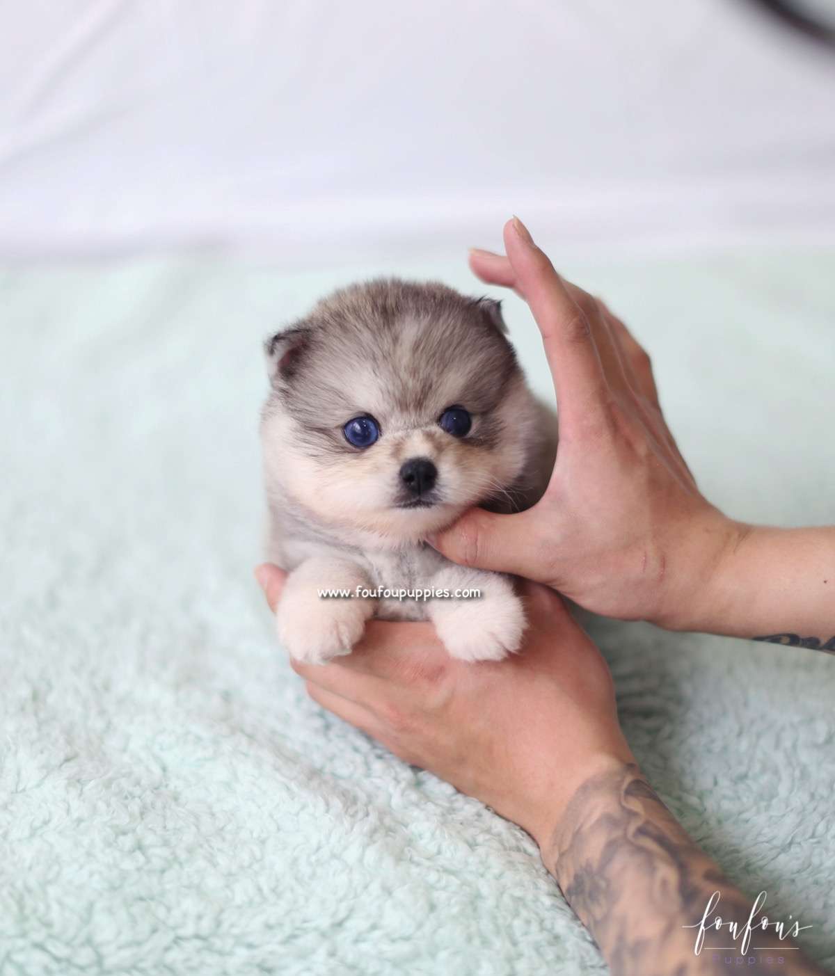 Azula - Pomsky F.