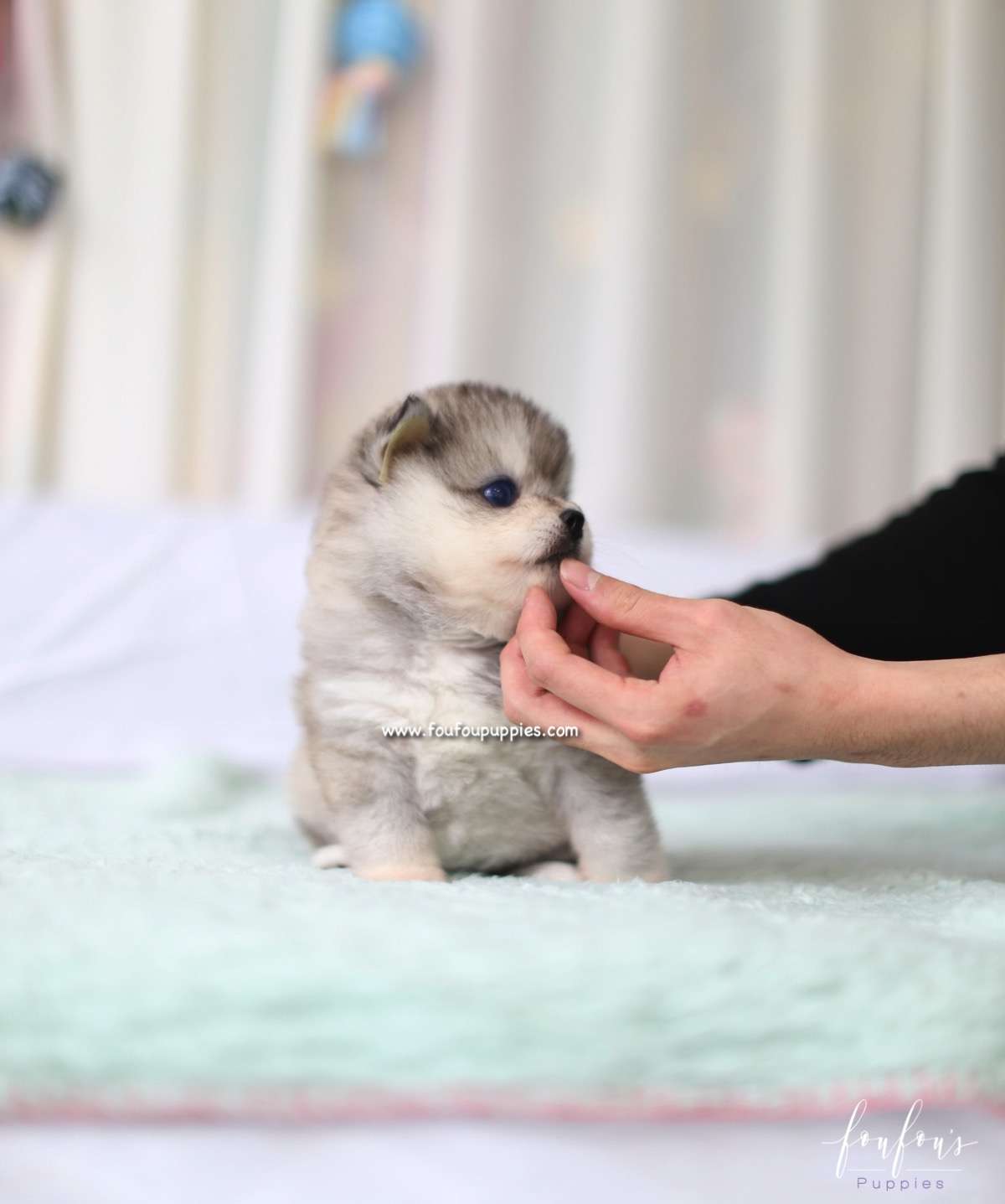 Azula - Pomsky F.