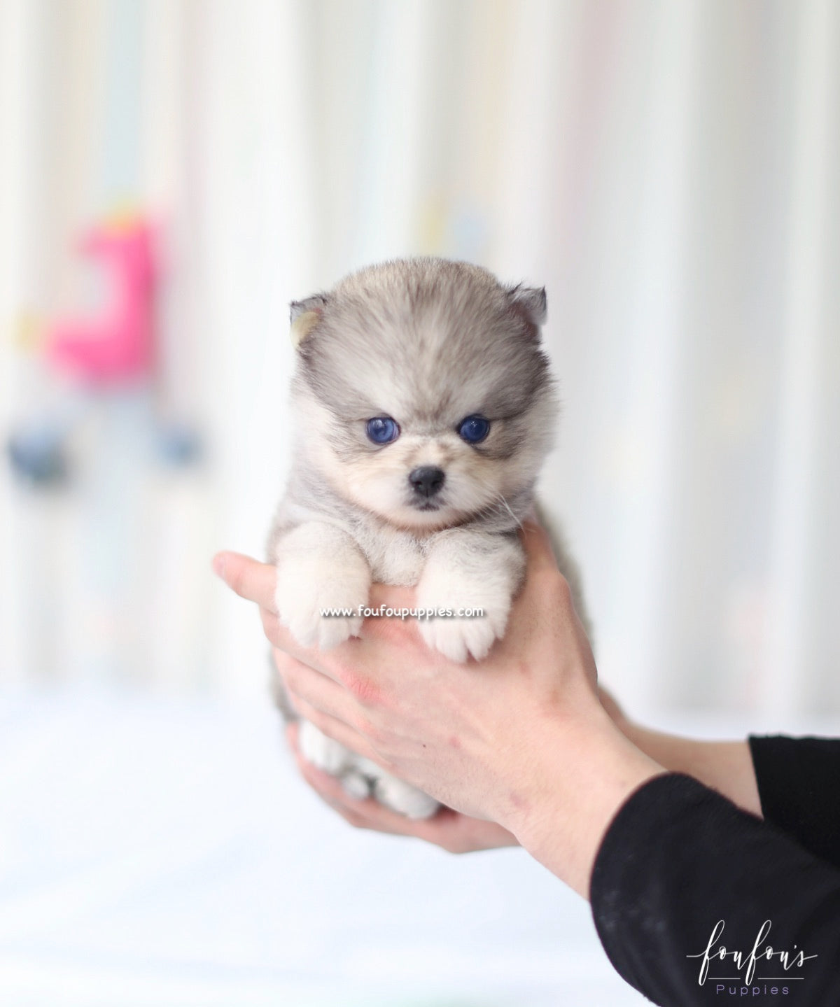Azula - Pomsky F.