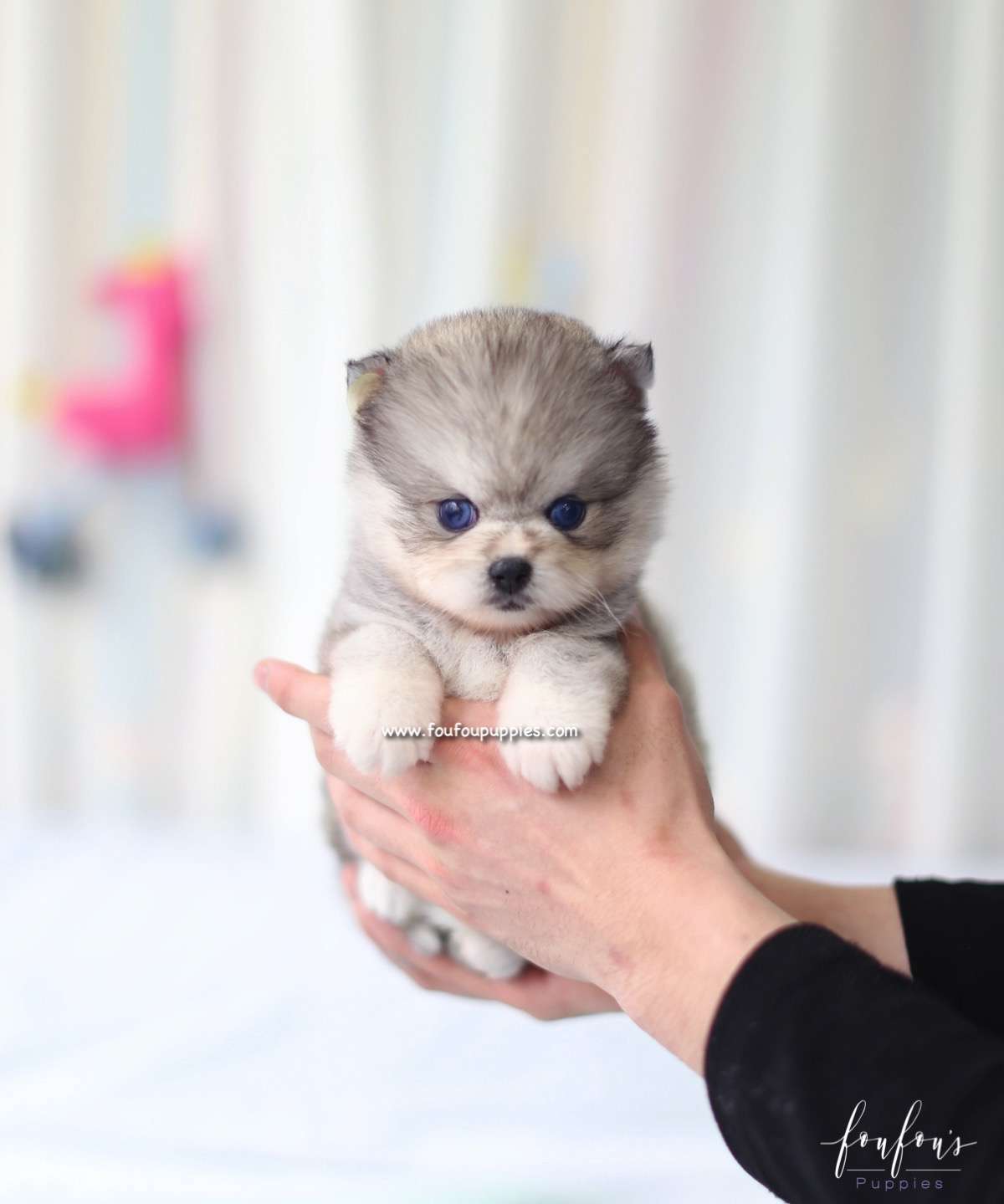 Azula - Pomsky F.
