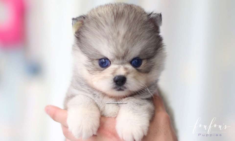 Female Pomsky