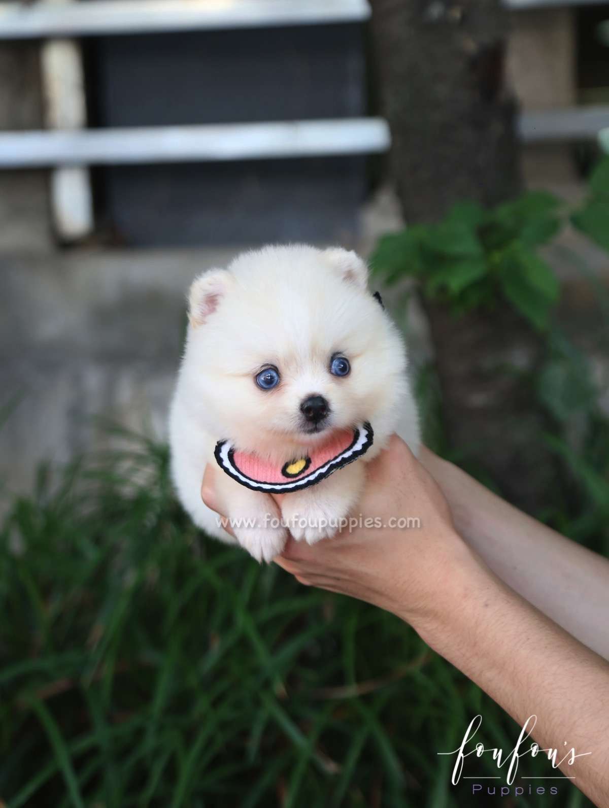 Capri - Pomsky F.