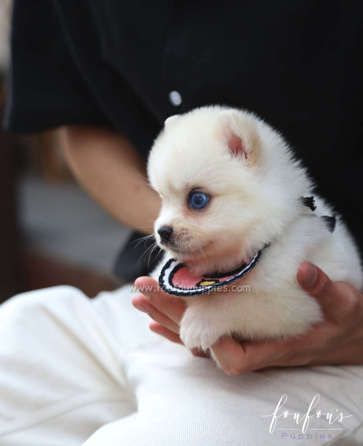 Capri - Pomsky F.
