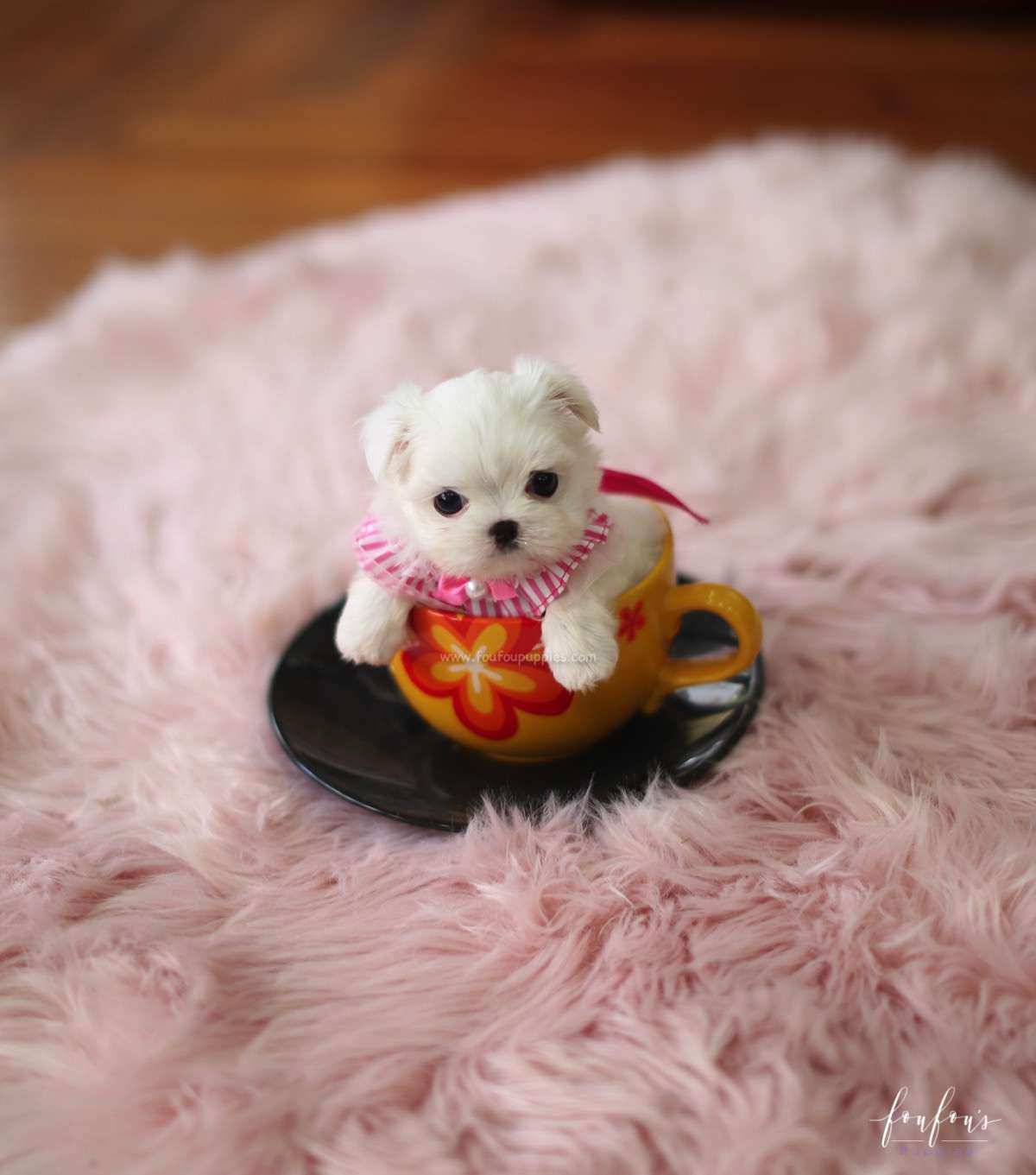 Teacup Maltese