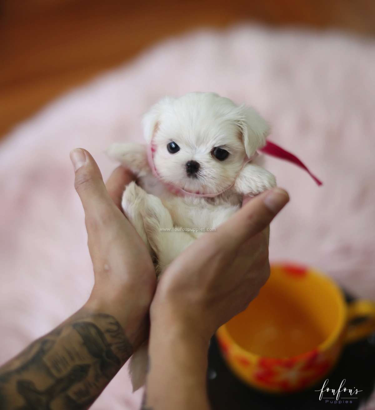 Teeny - Maltese F.