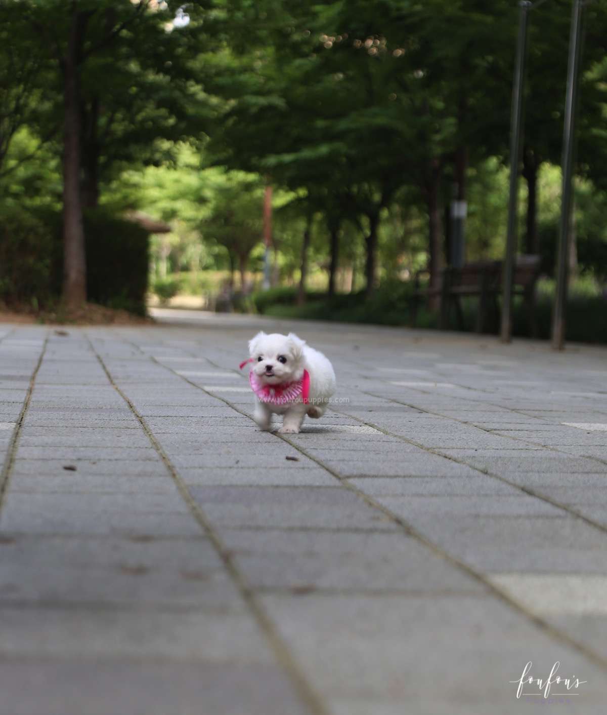 Teeny - Maltese F.