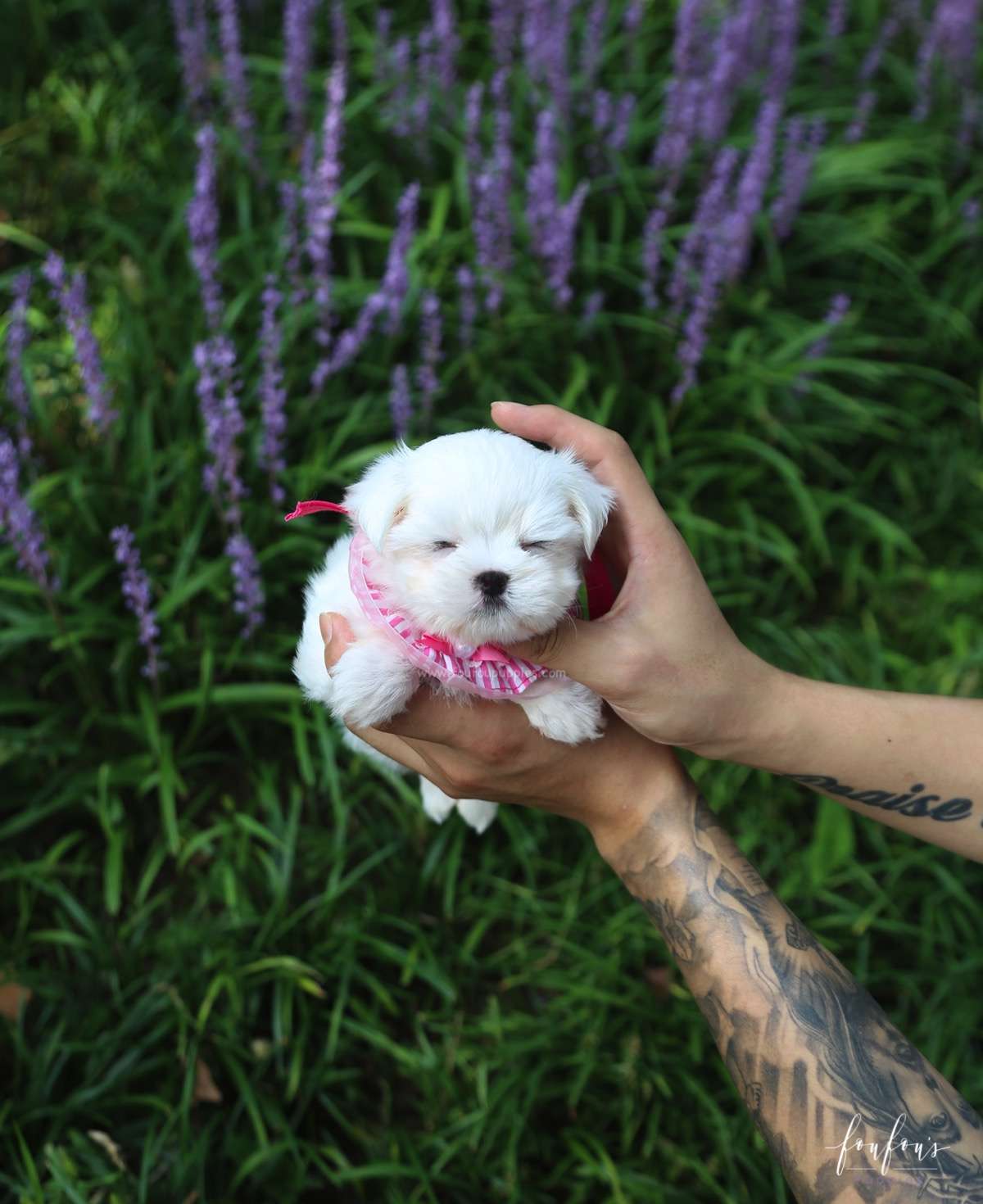Teeny - Maltese F.