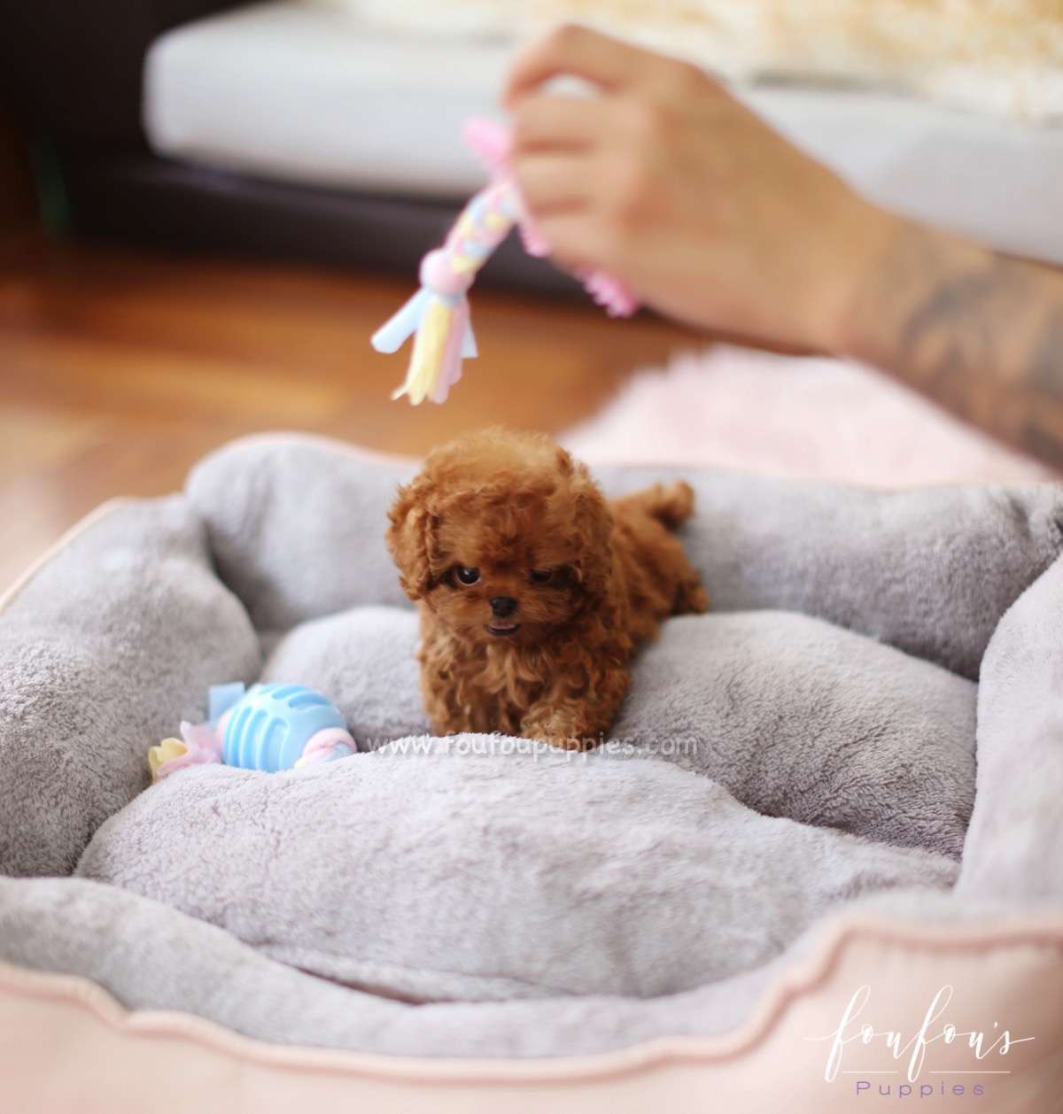 Sienna - Poodle F.