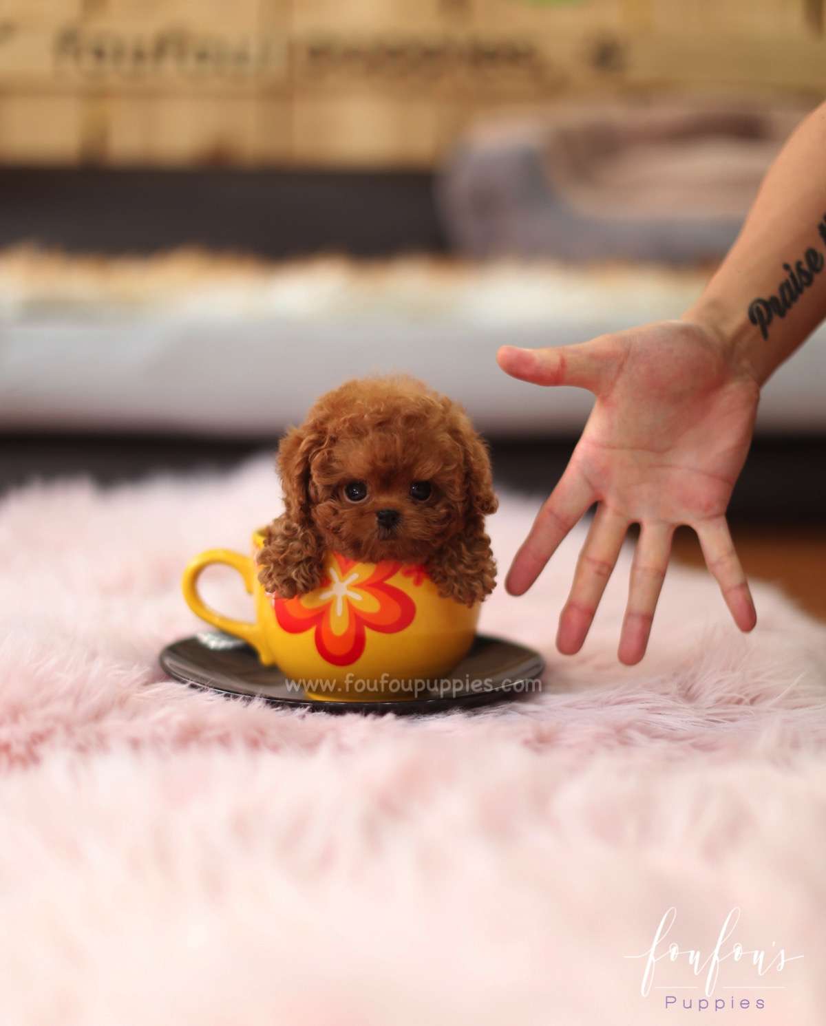 Sienna - Poodle F.