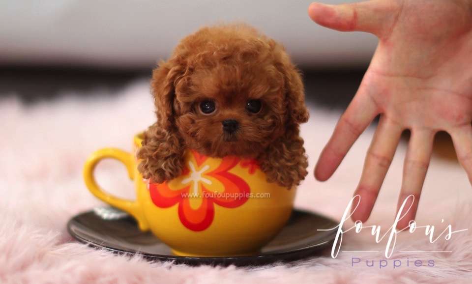 Sienna - Poodle F.