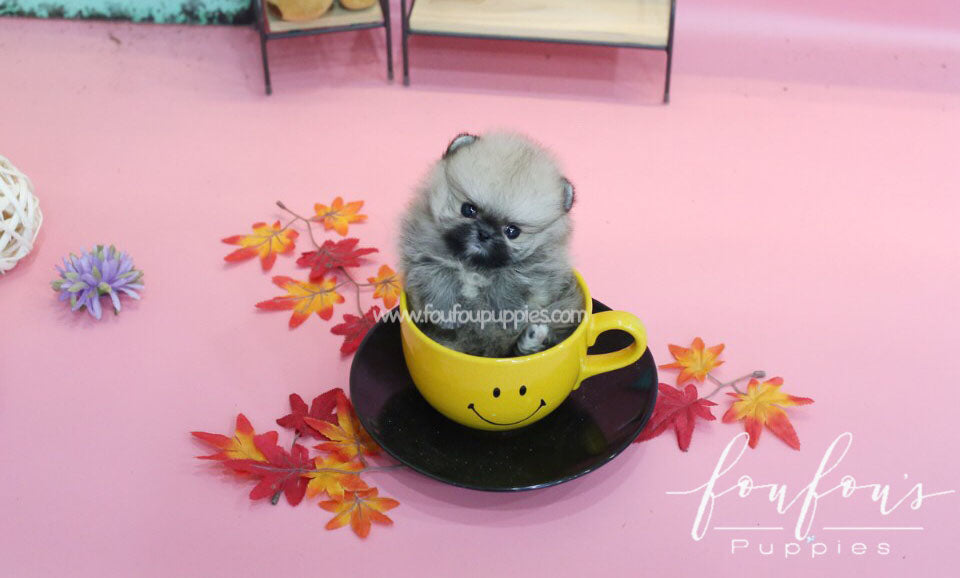 Fendi-Pomeranian F.