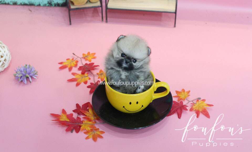 Fendi-Pomeranian F.