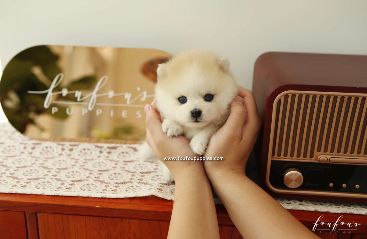 Fendi - Pomsky F.