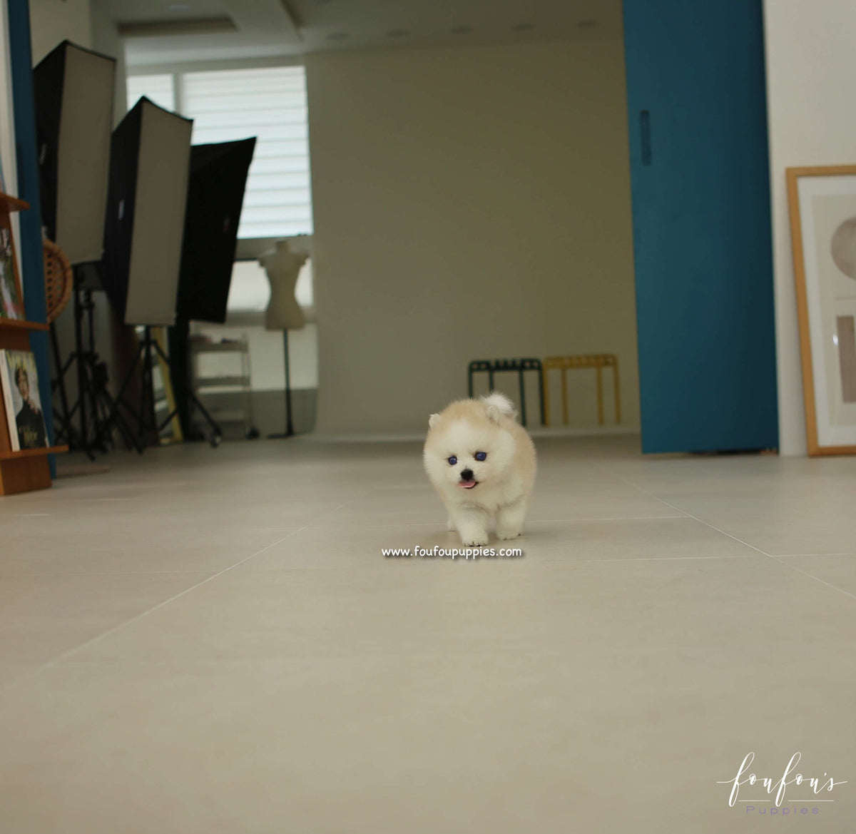 Fendi - Pomsky F.