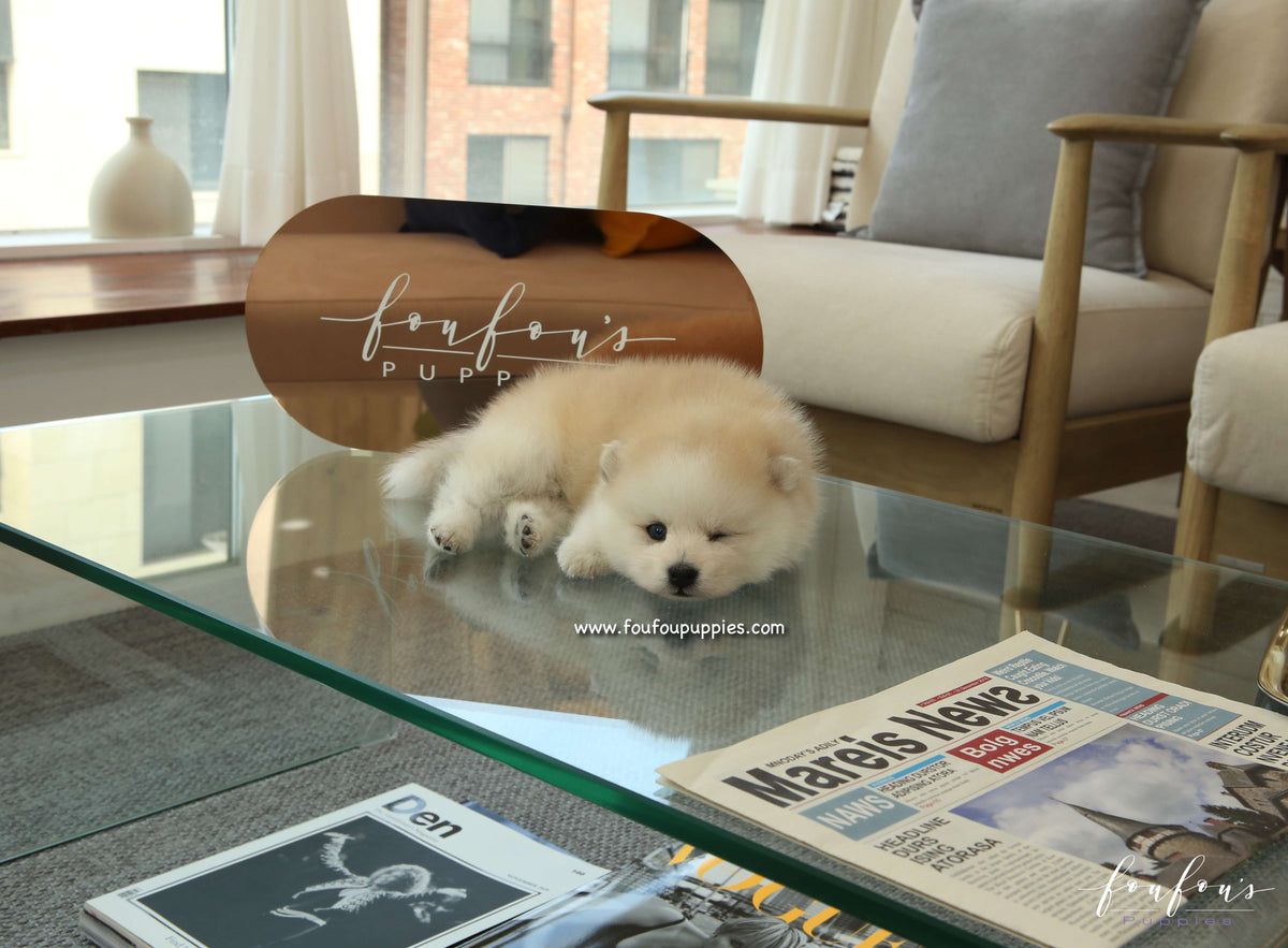 Fendi - Pomsky F.