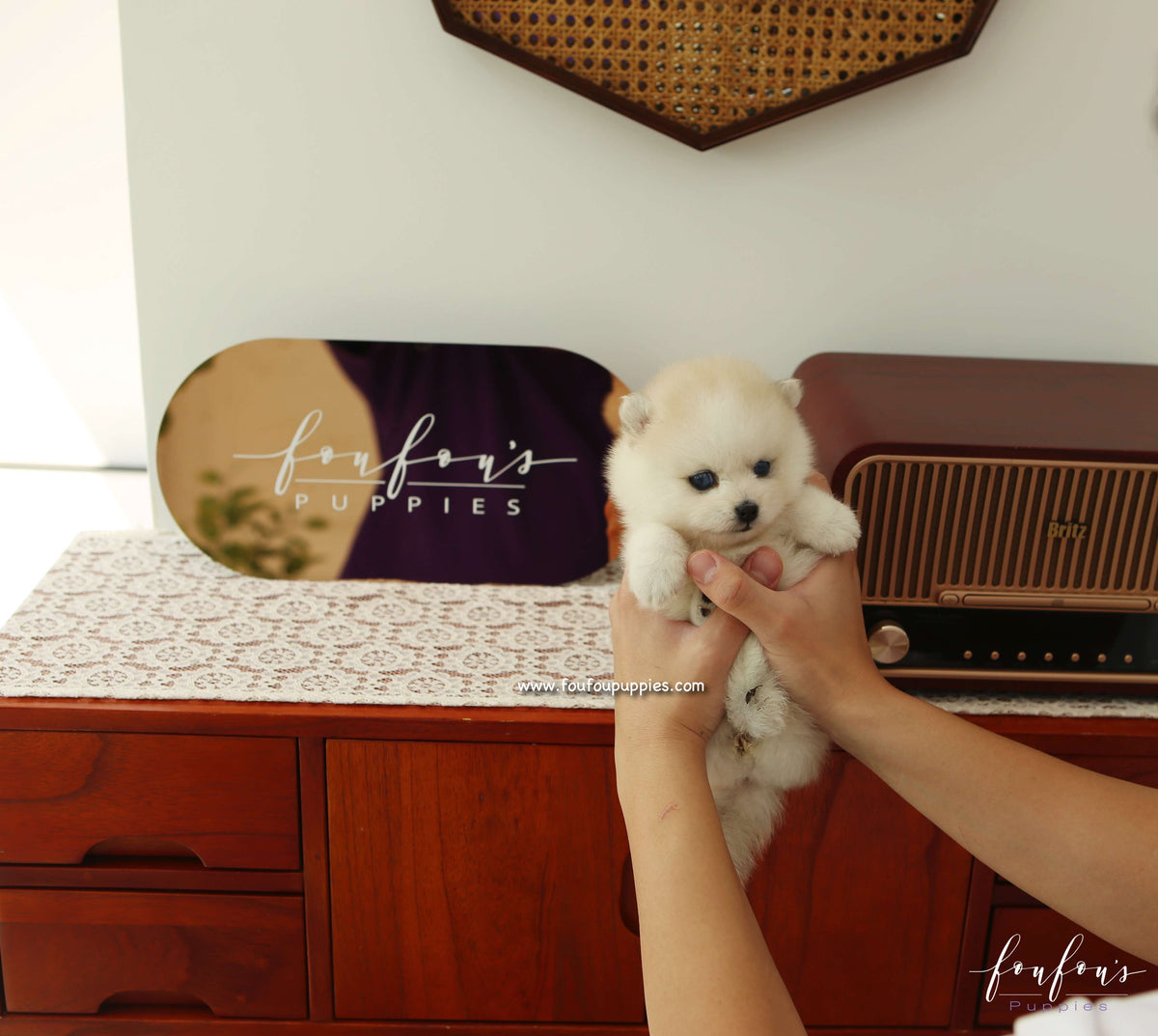 Fendi - Pomsky F.