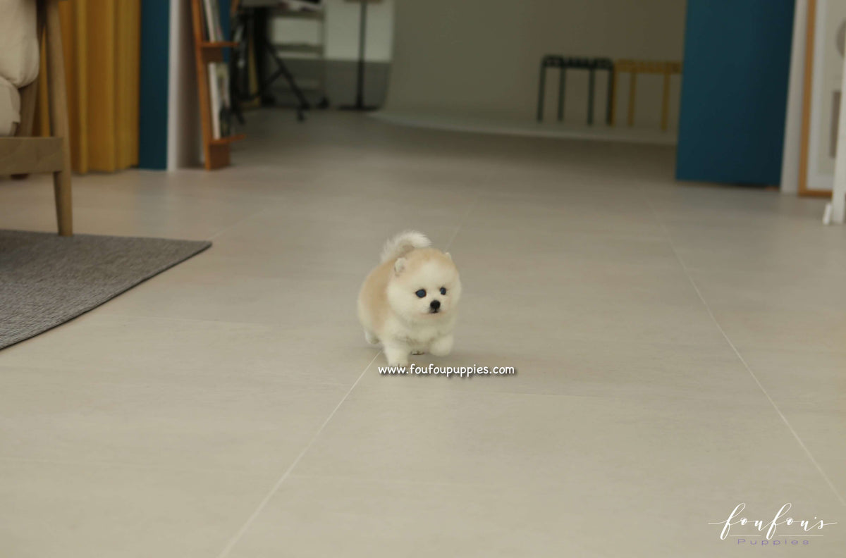 Fendi - Pomsky F.