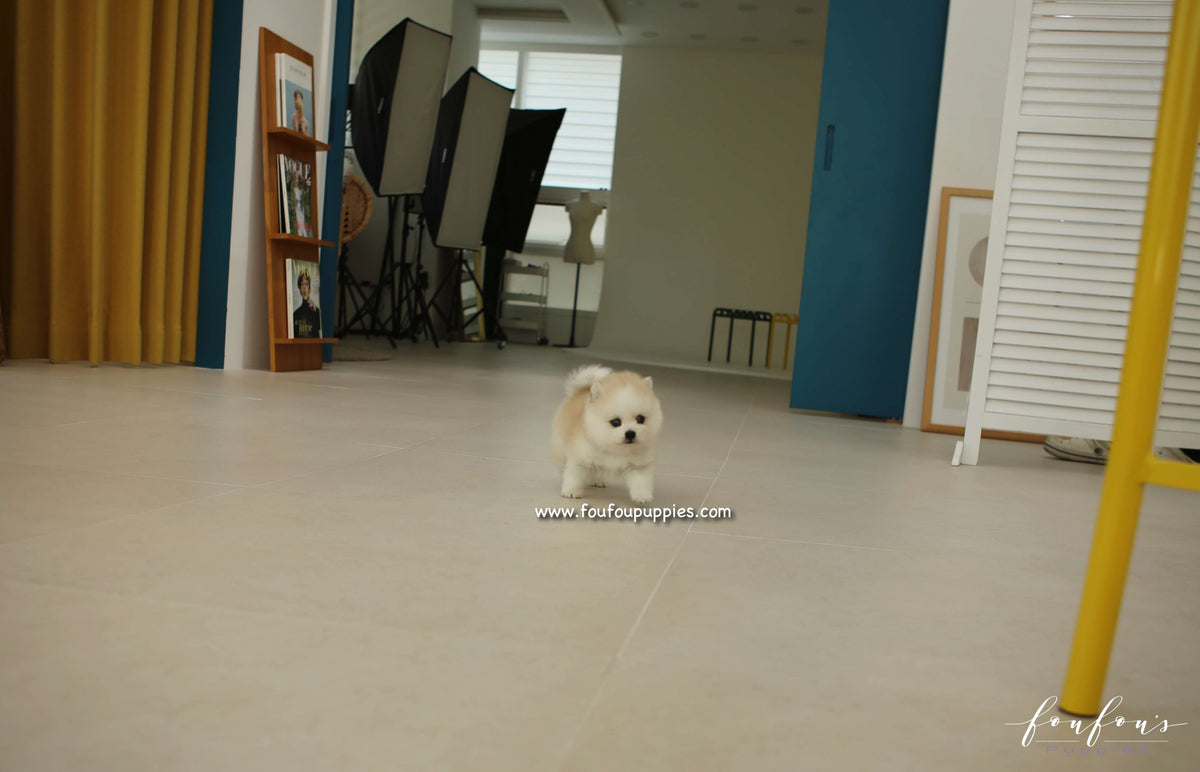 Fendi - Pomsky F.