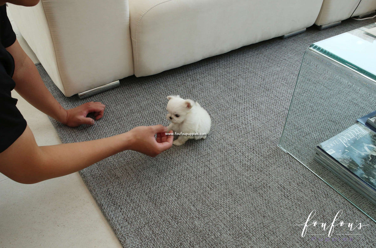 Gaia - Maltese F.