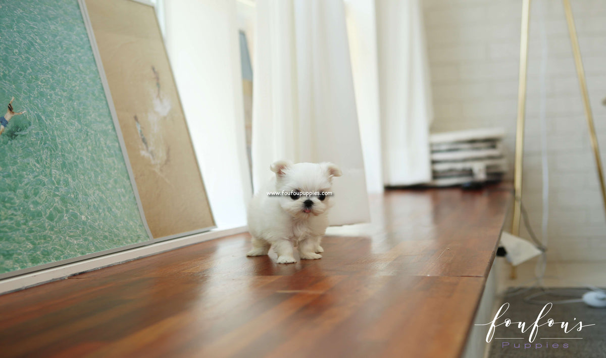 Gaia - Maltese F.