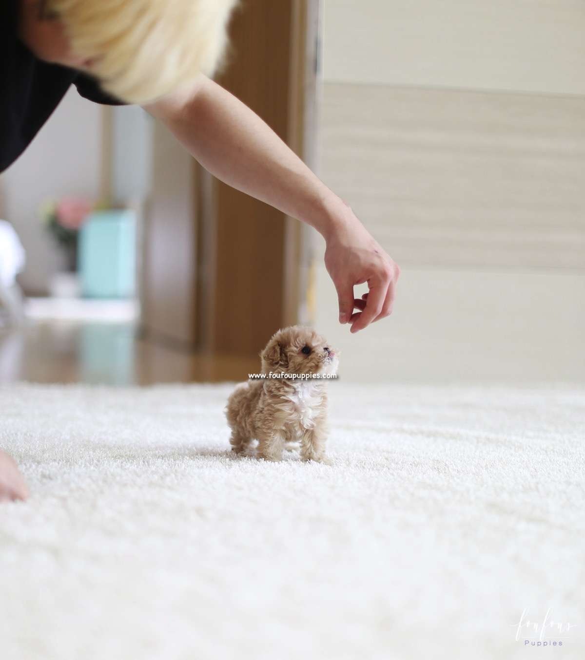 Stella - Poodle F.